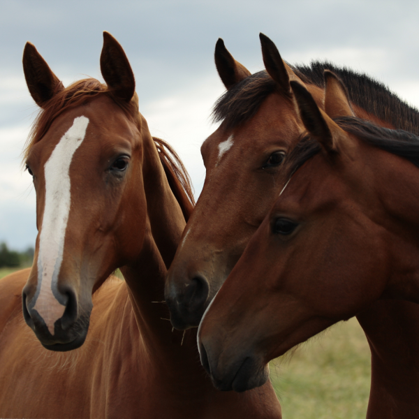 Quelles sont les indemnités possibles pour la victime d’une chute de cheval ?