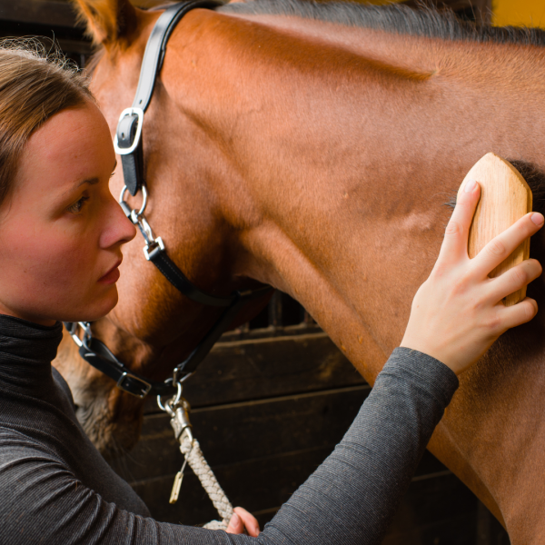 Comment obtenir la meilleure indemnisation après un accident de cheval en France ?