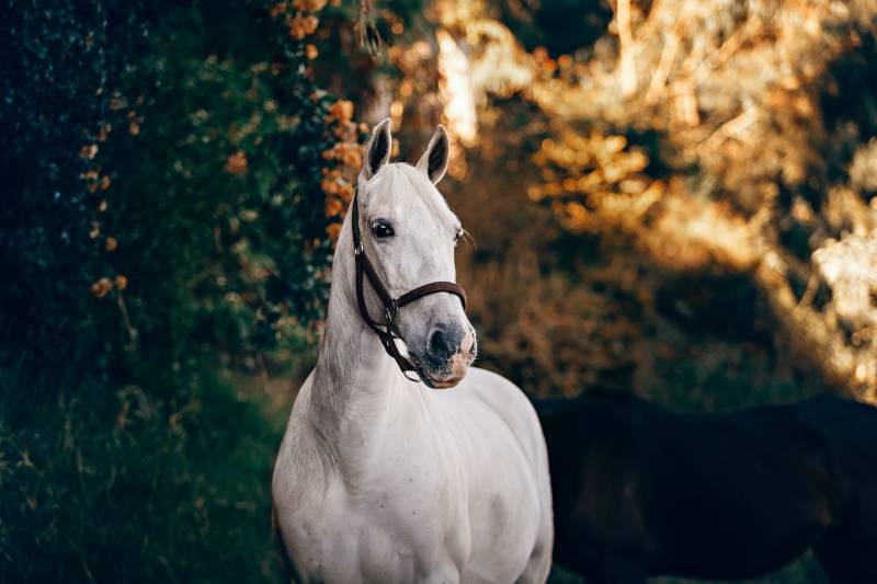 Tarif d'un avocat pour annuler la vente d'un cheval de course près de Manosque