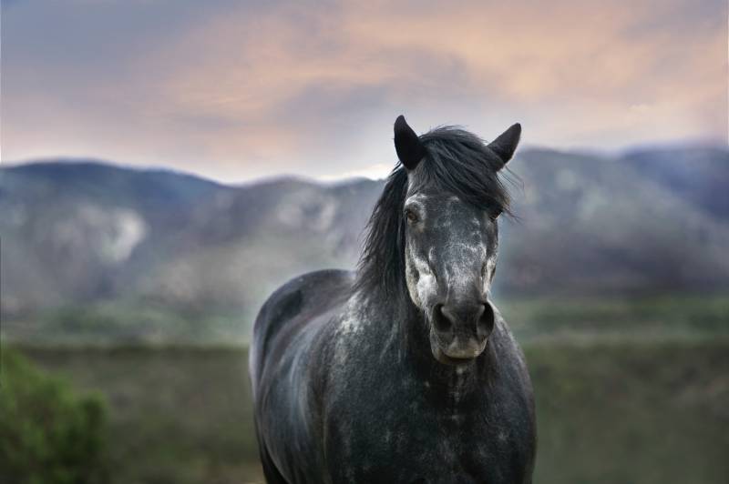 Où trouver un avocat compétent en droit des chevaux dans les Bouches-du-Rhône ?