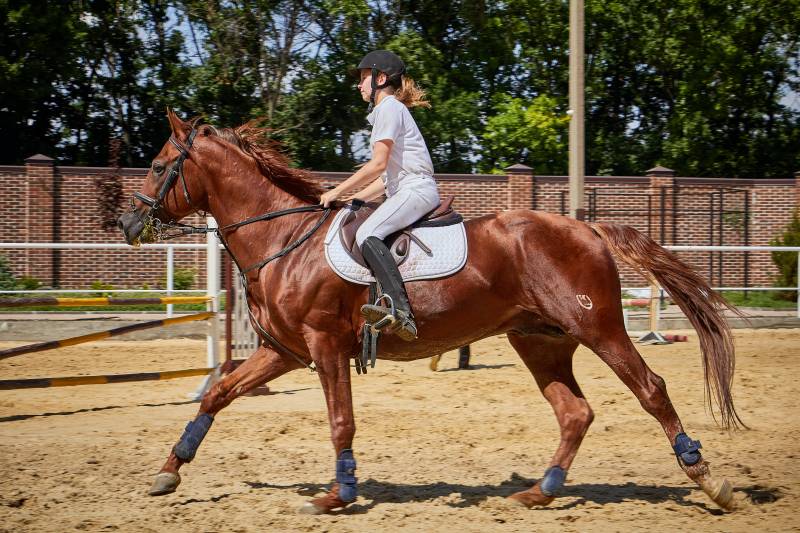 Tarif d'un avocat pour annuler la vente d'un cheval de course près de Salon de Provence