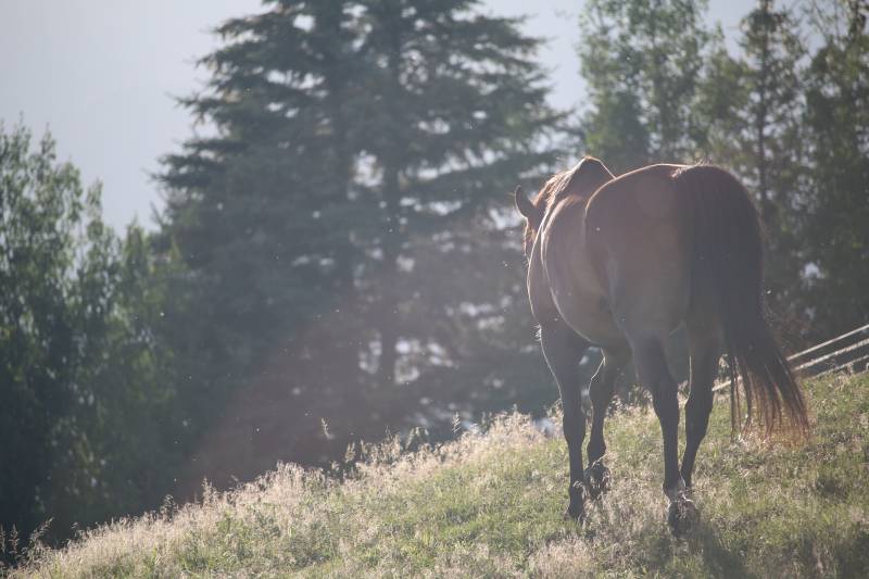 Avocat pour engagement de la responsabilité du propriétaire d'un cheval en cas de dommage corporel ou matériel causé aux tiers près de Salon de Provence