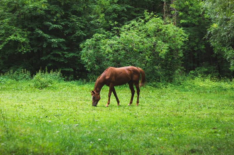 Combien coûte un avocat pour faire annuler la vente d'un cheval à Deauville ?
