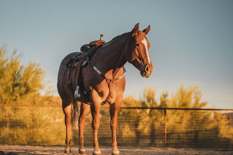 Avocat pour annuler la vente d'un cheval sur la garantie des vices rédhibitoires à Marseille