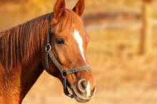 Notre zone d'activité pour ce service Prendre RDV avec un avocat compétent dans le domaine équestre pour résoudre un litige avec un propriétaire de cheval
