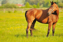 Notre zone d'activité pour ce service Cabinet d'avocat pour faire annuler la vente d'un cheval après découverte de vices cachés ou litiges contractuels