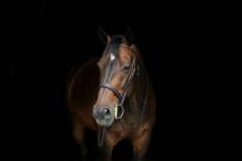 Notre zone d'activité pour ce service Avocat pour gestion des contrats de vente de chevaux avec garantie contre les vices rédhibitoires et vices cachés